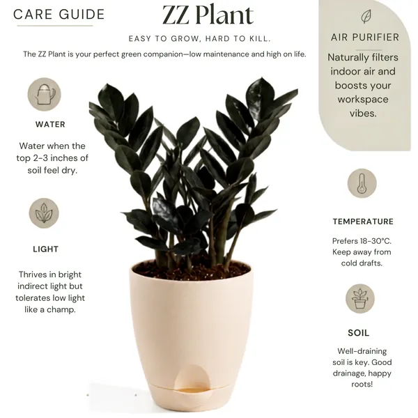 Zz_Black_Live_Indoor_Modern_Tabletop_Foliage