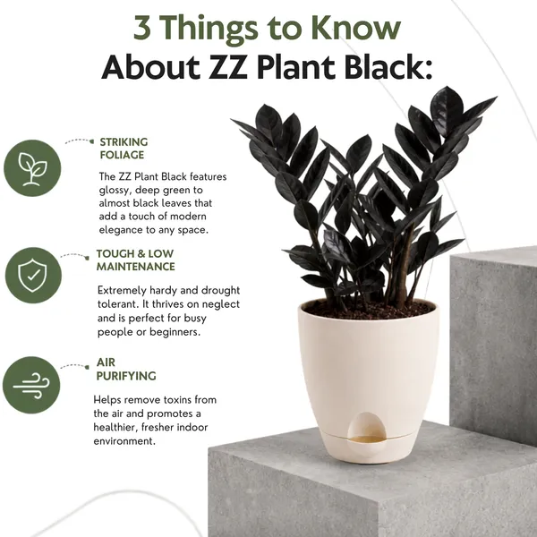 Zz_Black_Live_Indoor_Modern_Tabletop_Foliage
