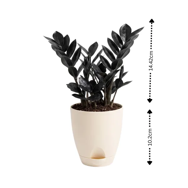 Zz_Black_Live_Indoor_Modern_Tabletop_Foliage