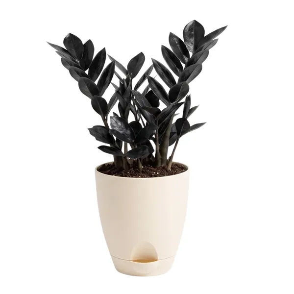 Zz_Black_Live_Indoor_Modern_Tabletop_Foliage
