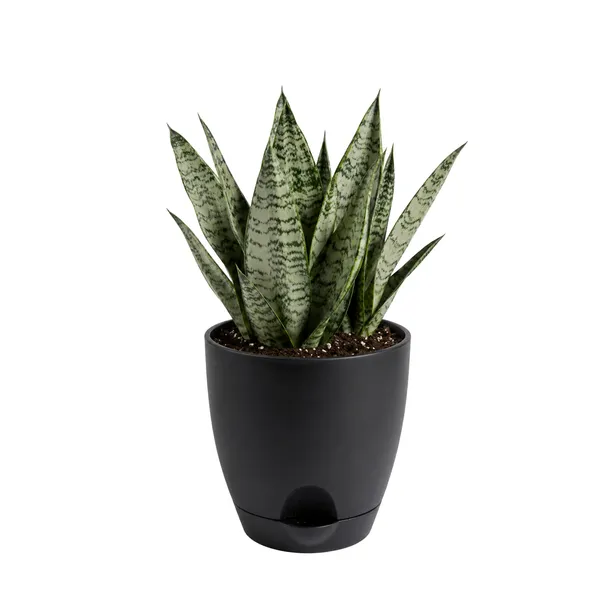 Sansevieria_Silver_Steel_Live_Exotic_Indoor_Plant