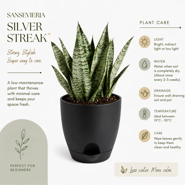 Sansevieria_Silver_Steel_Live_Exotic_Indoor_Plant