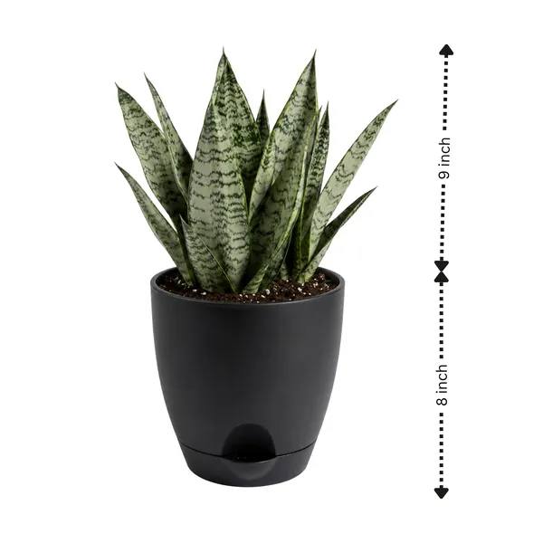 Sansevieria_Silver_Steel_Live_Exotic_Indoor_Plant