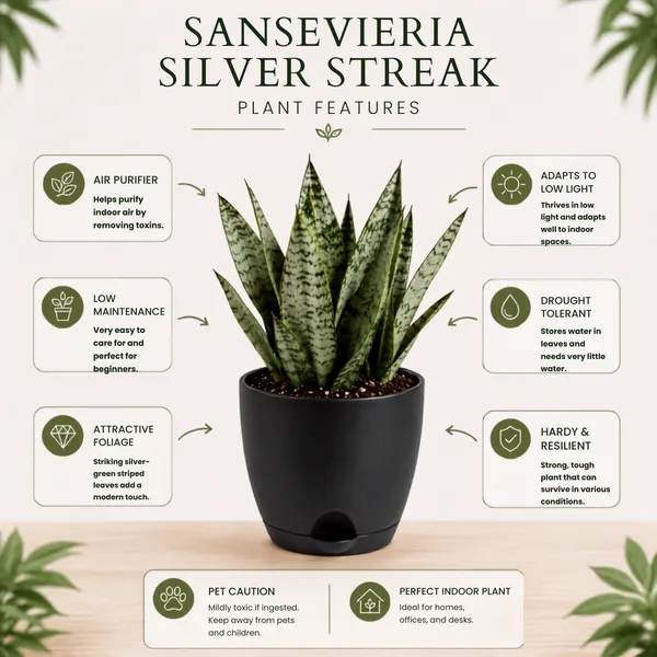 Sansevieria_Silver_Steel_Live_Exotic_Indoor_Plant