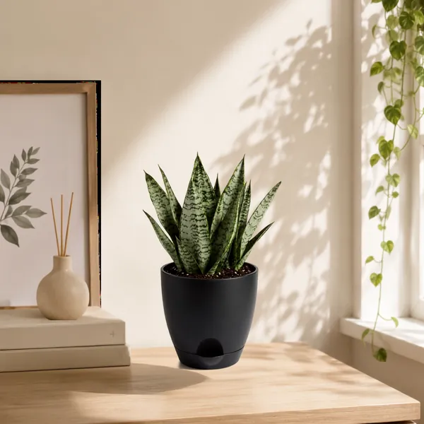 Sansevieria_Silver_Steel_Live_Exotic_Indoor_Plant