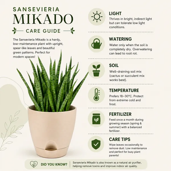 Sansevieria_Mikado_Live_Exotic_Desk_Foliage_Plant