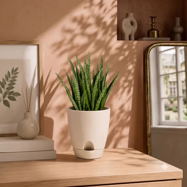 Sansevieria_Mikado_Live_Exotic_Desk_Foliage_Plant