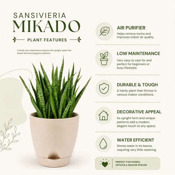 Sansevieria_Mikado_Live_Exotic_Desk_Foliage_Plant