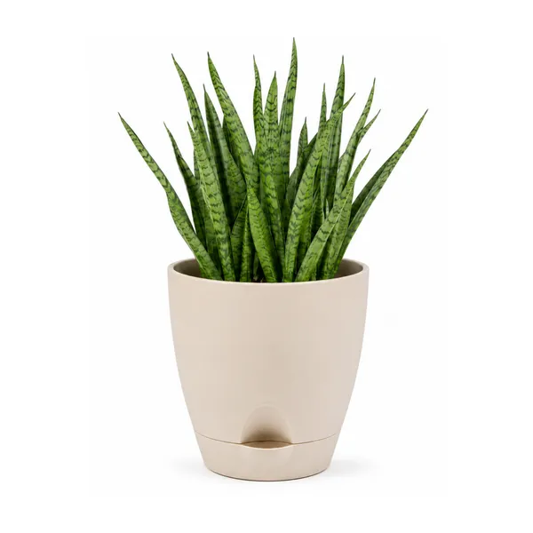 Sansevieria_Mikado_Live_Exotic_Desk_Foliage_Plant