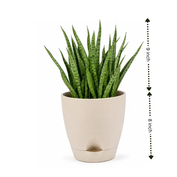 Sansevieria_Mikado_Live_Exotic_Desk_Foliage_Plant