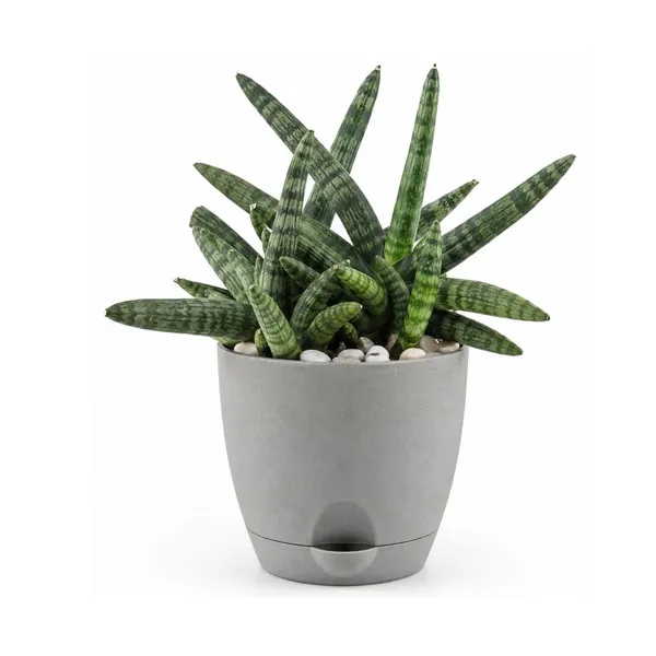 Sansevieria_Bonsai_Live_Exotic_Tabletop_Plant