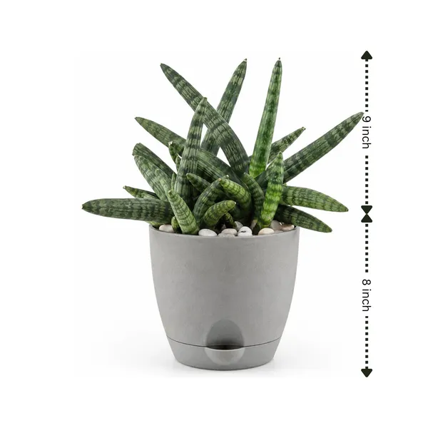 Sansevieria_Bonsai_Live_Exotic_Tabletop_Plant