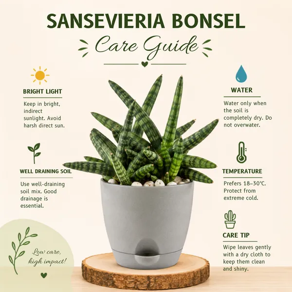 Sansevieria_Bonsai_Live_Exotic_Tabletop_Plant