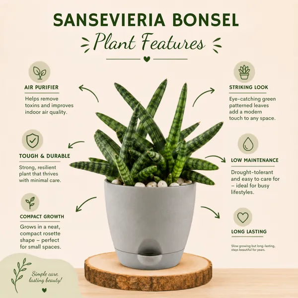 Sansevieria_Bonsai_Live_Exotic_Tabletop_Plant