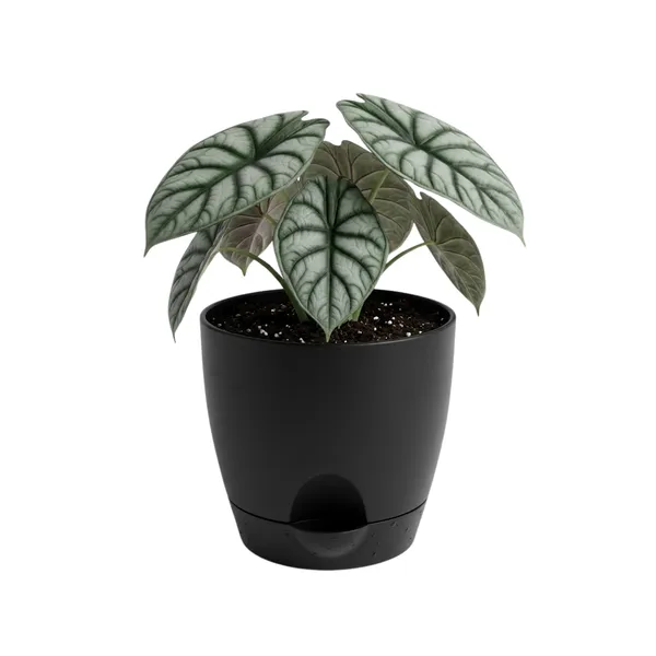 Alocasia_Silver_Dragon_Live_Exotic_Indoor_Plant