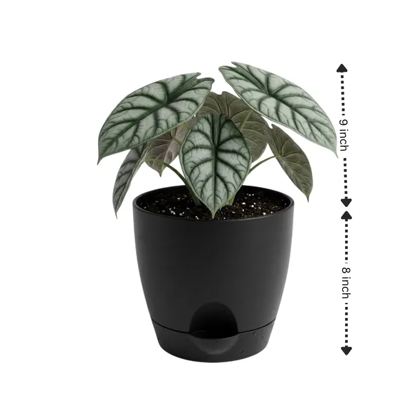 Alocasia_Silver_Dragon_Live_Exotic_Indoor_Plant