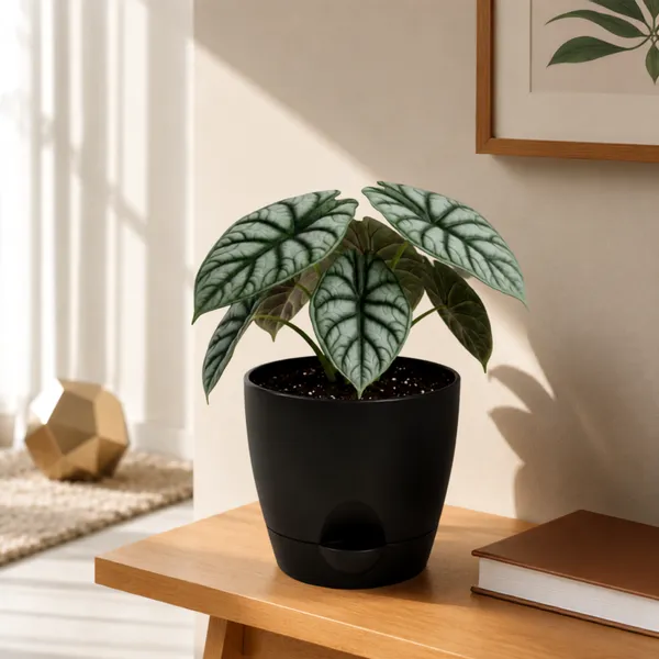 Alocasia_Silver_Dragon_Live_Exotic_Indoor_Plant