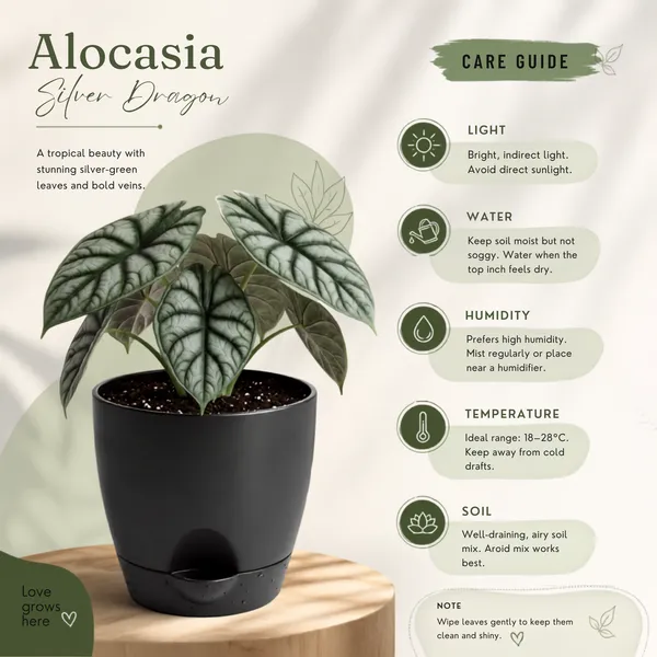 Alocasia_Silver_Dragon_Live_Exotic_Indoor_Plant