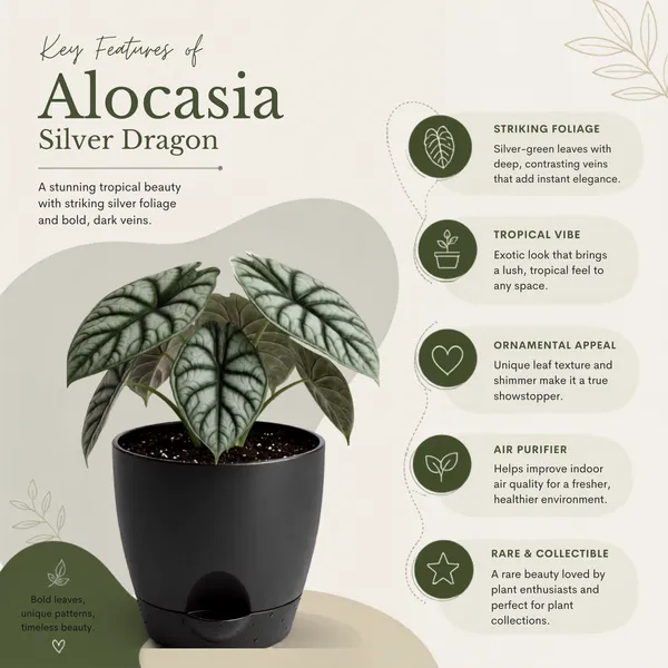 Alocasia_Silver_Dragon_Live_Exotic_Indoor_Plant