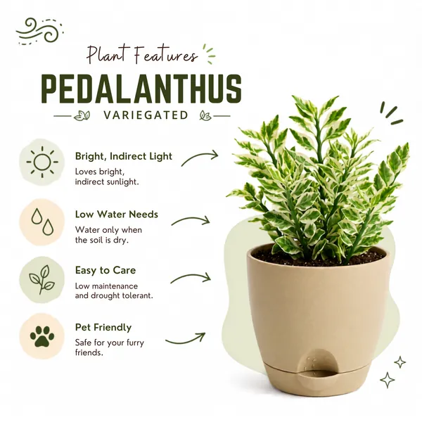 Pedilanthus_Variegated_Live_Exotic_Ornamental_Plant