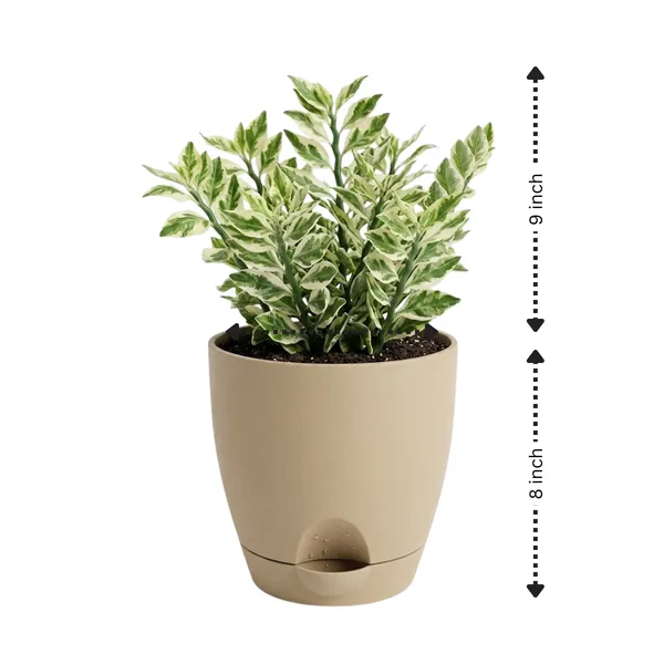 Pedilanthus_Variegated_Live_Exotic_Ornamental_Plant