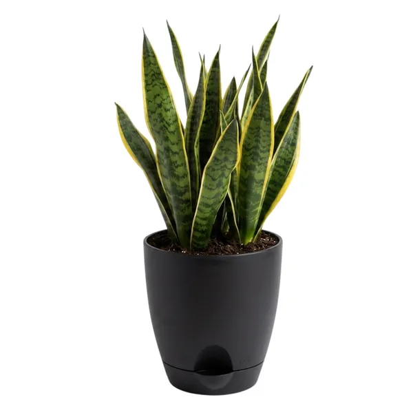 Snake_Plant_Golden_Live_Exotic_Low_Maintenance