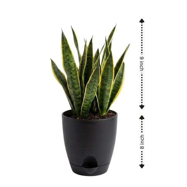 Snake_Plant_Golden_Live_Exotic_Low_Maintenance