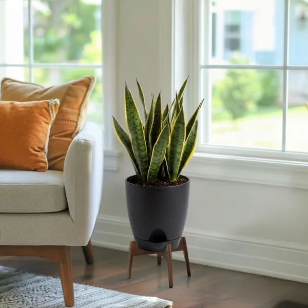 Snake_Plant_Golden_Live_Exotic_Low_Maintenance