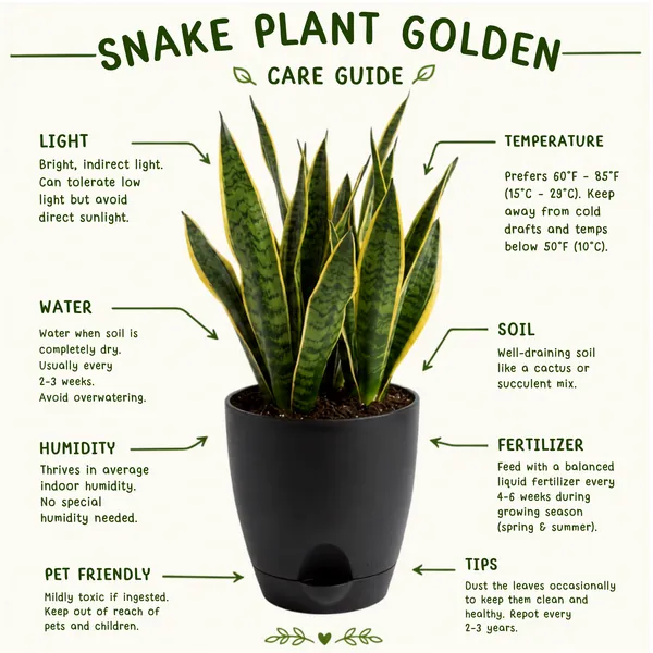 Snake_Plant_Golden_Live_Exotic_Low_Maintenance