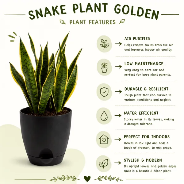 Snake_Plant_Golden_Live_Exotic_Low_Maintenance