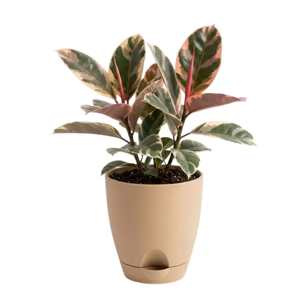 Rubber_Plant_Variegated_Live_Exotic_Indoor_Foliage