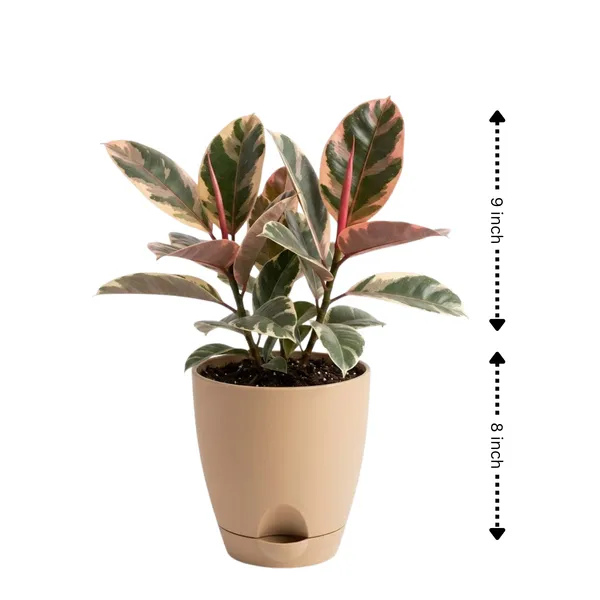 Rubber_Plant_Variegated_Live_Exotic_Indoor_Foliage