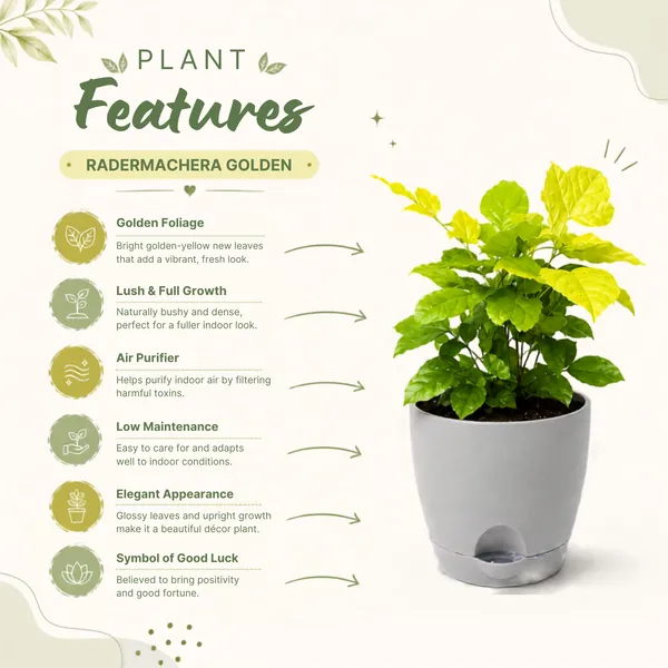 Radermachera_Golden_Live_Exotic_Indoor_Foliage