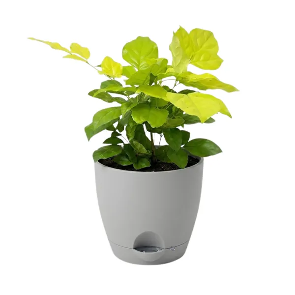 Radermachera_Golden_Live_Exotic_Indoor_Foliage