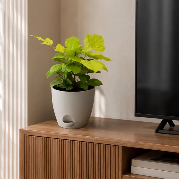 Radermachera_Golden_Live_Exotic_Indoor_Foliage