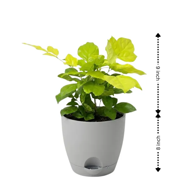 Radermachera_Golden_Live_Exotic_Indoor_Foliage