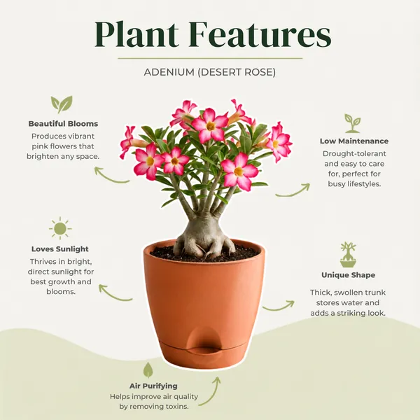 Adenium_Live_Exotic_Flowering_Succulent_Plant