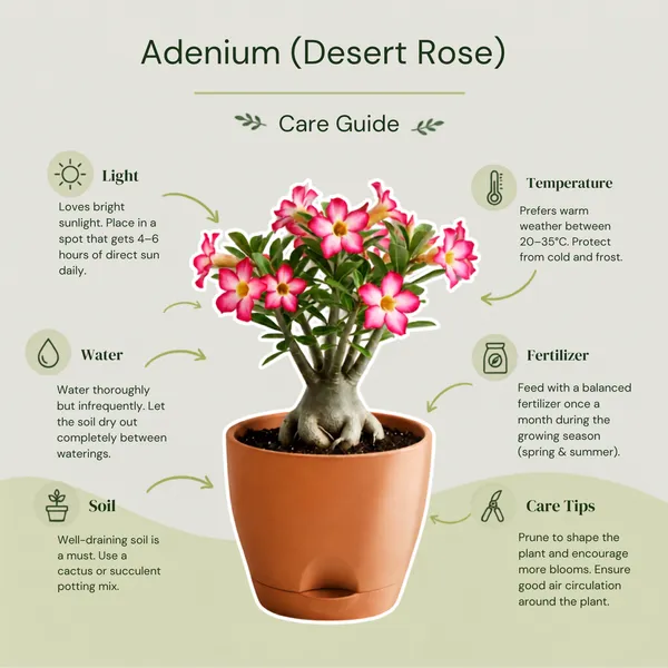 Adenium_Live_Exotic_Flowering_Succulent_Plant