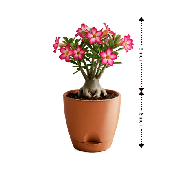 Adenium_Live_Exotic_Flowering_Succulent_Plant