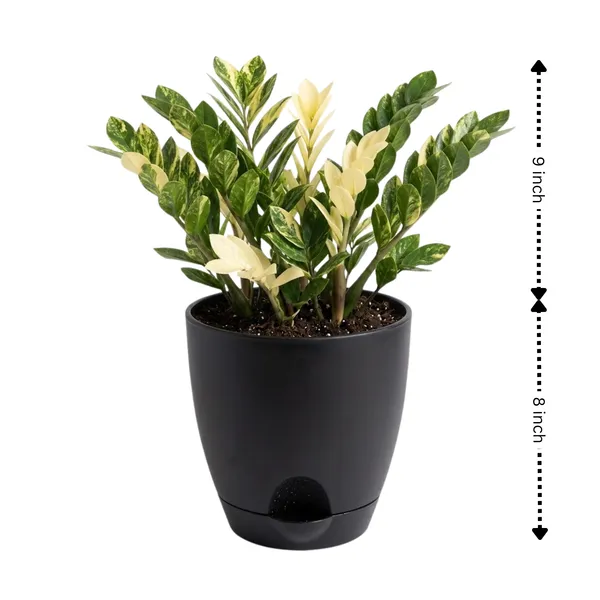 Zamia_Variegated_Live_Exotic_Indoor_Plant