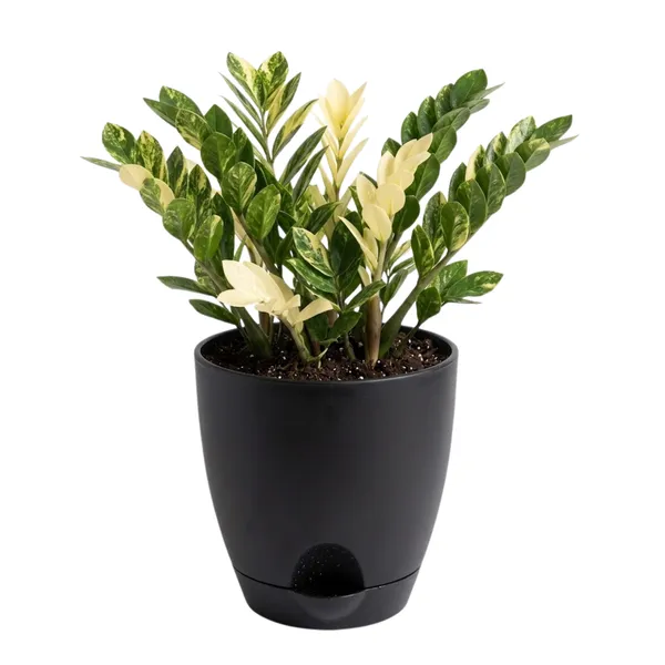 Zamia_Variegated_Live_Exotic_Indoor_Plant