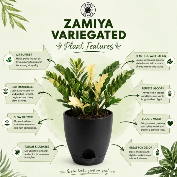 Zamia_Variegated_Live_Exotic_Indoor_Plant