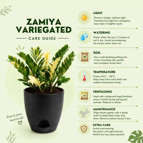 Zamia_Variegated_Live_Exotic_Indoor_Plant