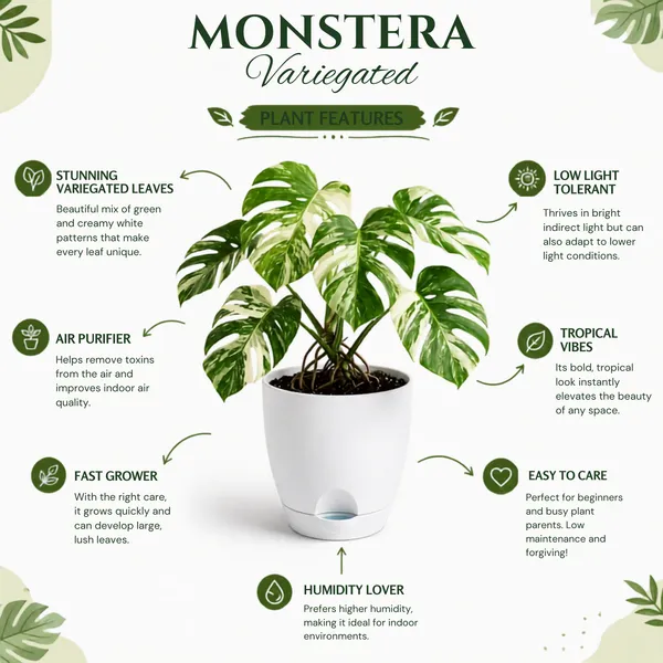 Monstera_Variegated_Live_Exotic_Indoor_Plant