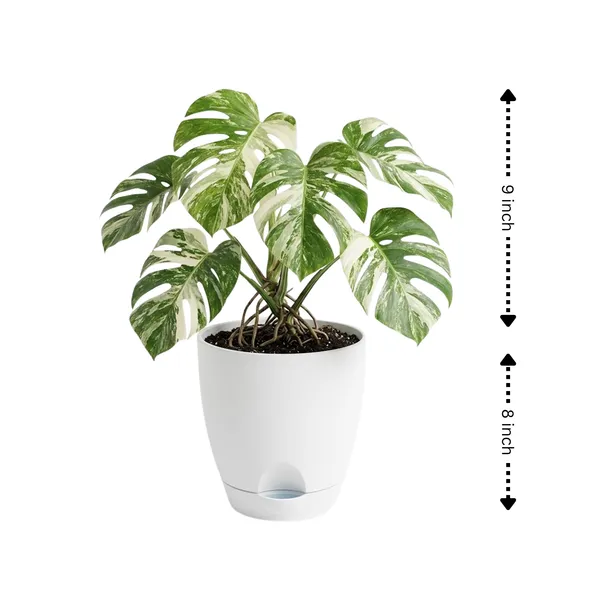 Monstera_Variegated_Live_Exotic_Indoor_Plant