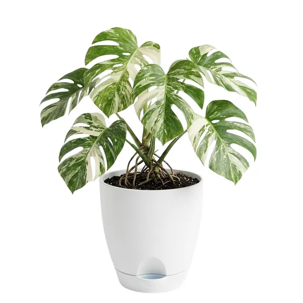 Monstera_Variegated_Live_Exotic_Indoor_Plant