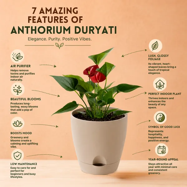 Anthurium_Andraeanum_Duryati_Live_Exotic_Indoor_Plant