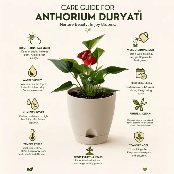 Anthurium_Andraeanum_Duryati_Live_Exotic_Indoor_Plant