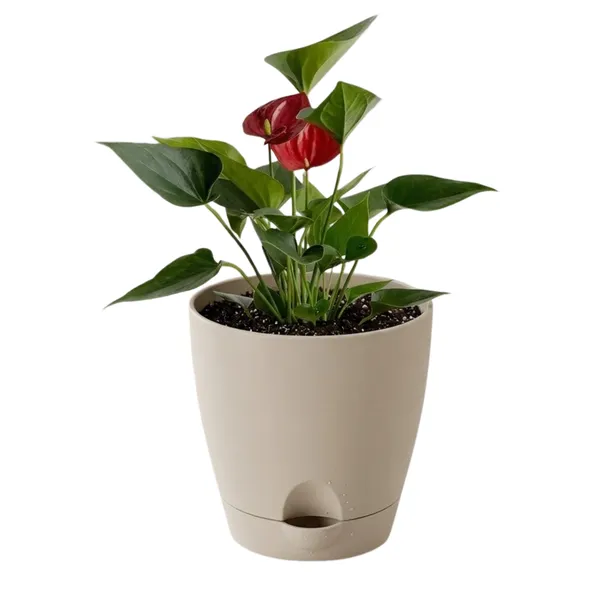Anthurium_Andraeanum_Duryati_Live_Exotic_Indoor_Plant