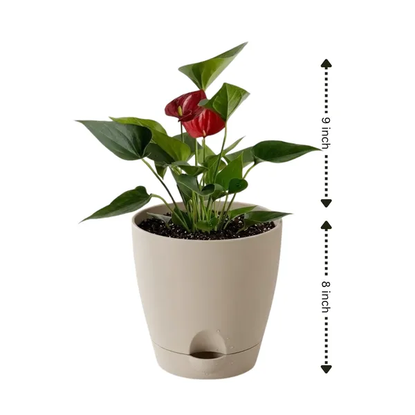 Anthurium_Andraeanum_Duryati_Live_Exotic_Indoor_Plant